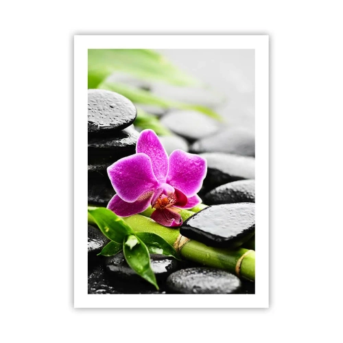 Plakat - I en fredelig balance - 50x70 cm