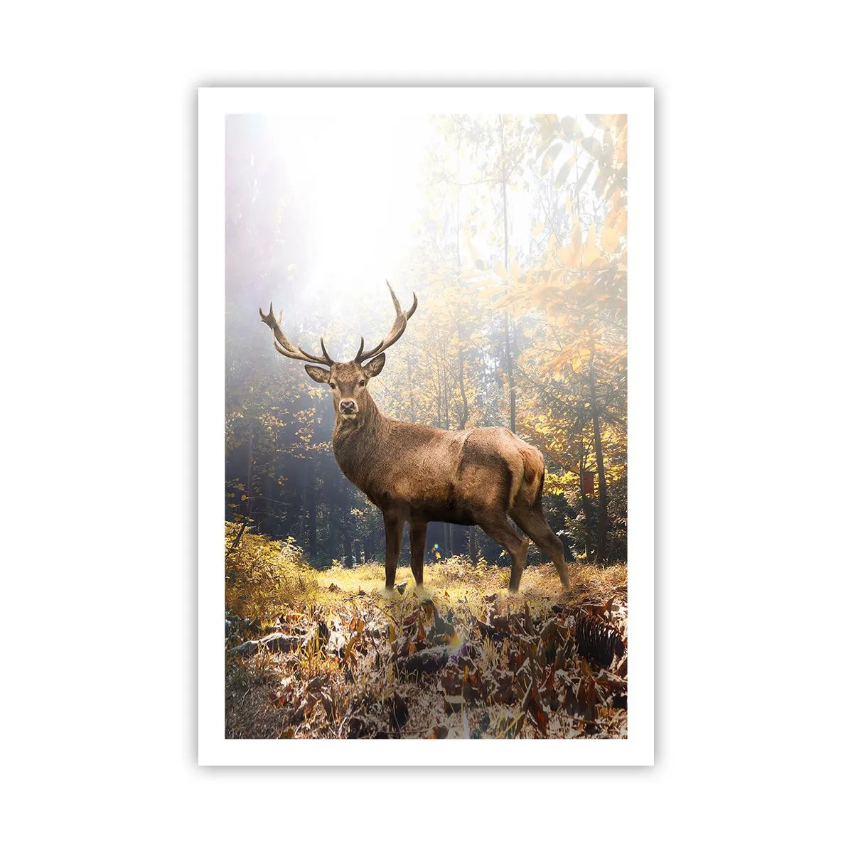 Plakat - I fuld majestæt - 61x91 cm