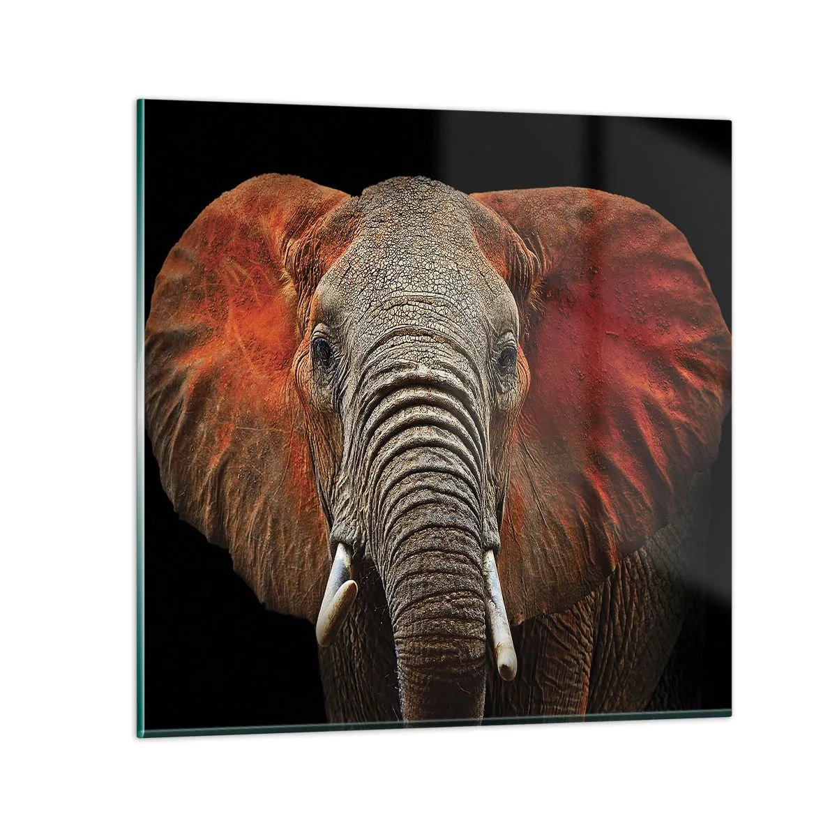 Billede på glas - Jeg er vild, er du? - 40x40 cm