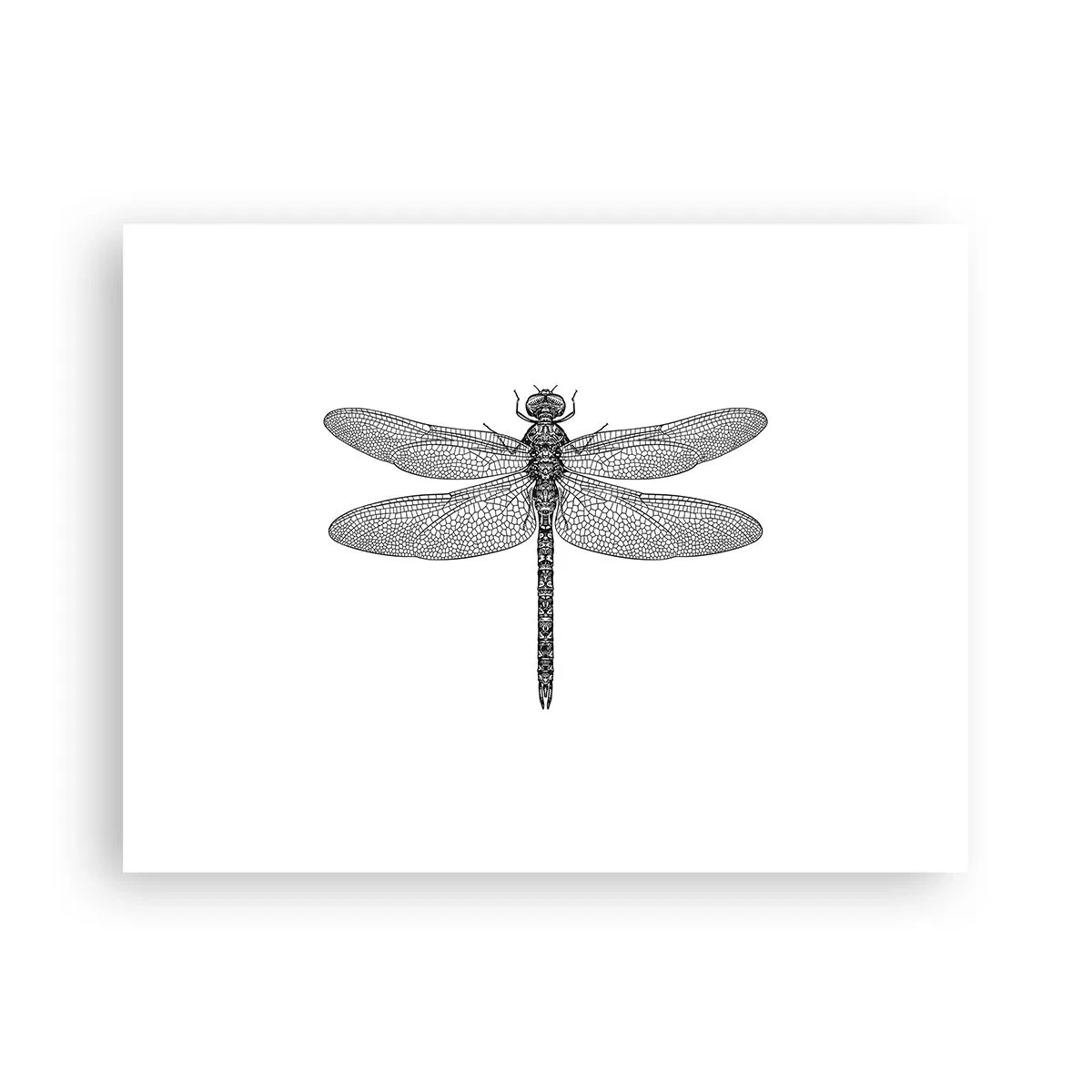 Plakat - Præcision i naturen - 40x30 cm