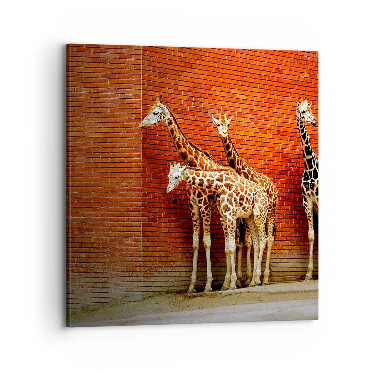 Lærredstryk - Billede på lærred - Kan du se nogen akacie? - 70x70 cm