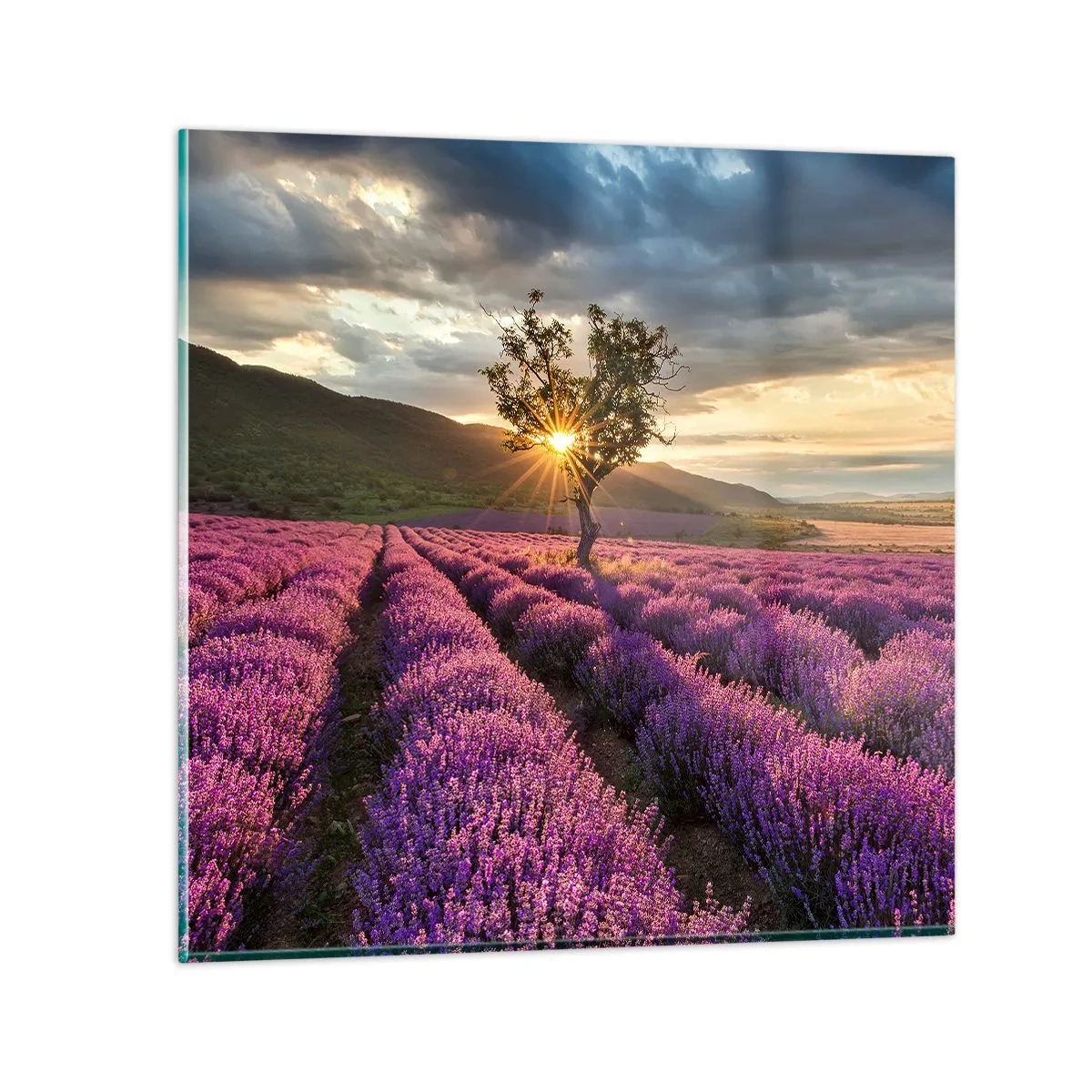 Billede på glas - Lilla aroma - 30x30 cm