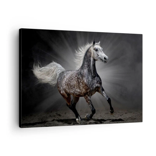 Lærredstryk - Billede på lærred - En hvid hest galoperer mod en mørk baggrund - 70x50cm - Gråt er smukt - Moderne vægdekoration til stue og soveværelse ARTTOR
