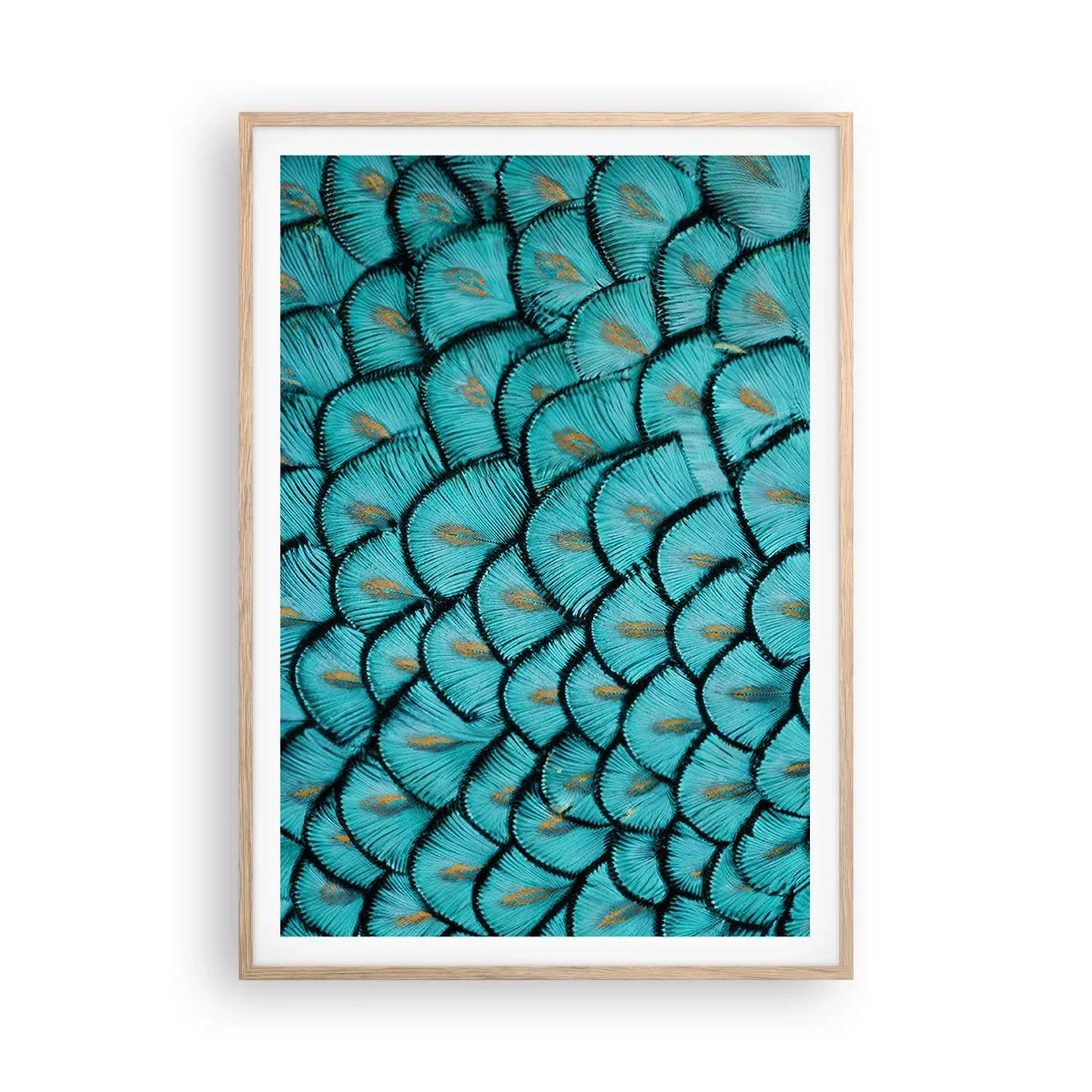Plakat i ramme af lyst egetræ - Den store fjer-galla - 70x100 cm