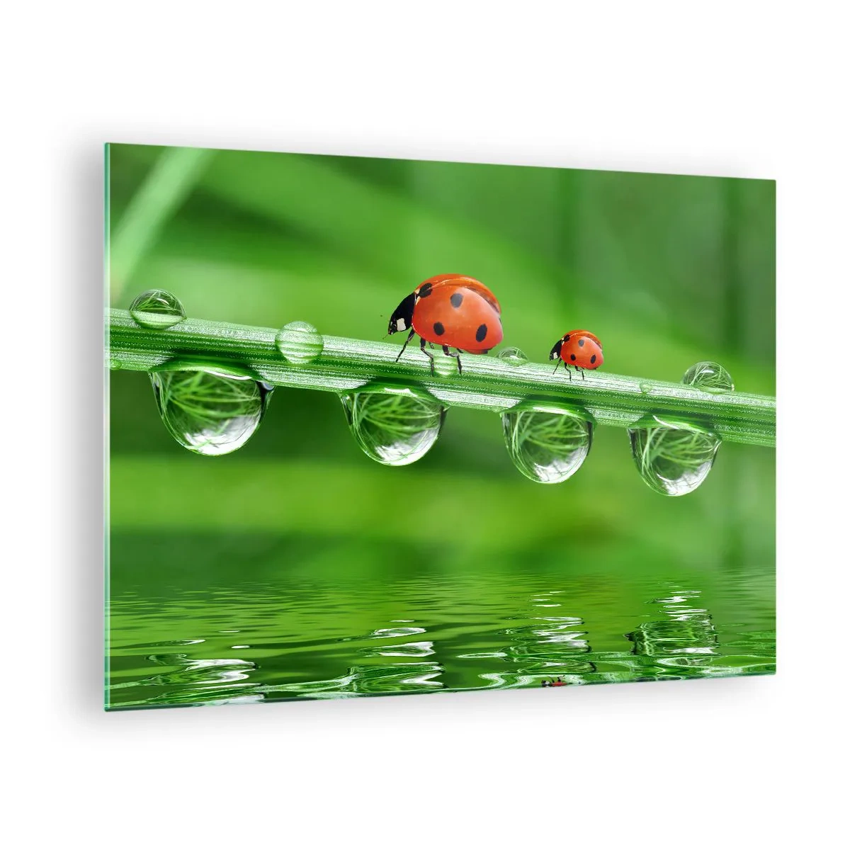 Billede på glas - Mariehøns på et græsstrå med dugdråber og refleksion i vandet - 70x50cm - På farten hele sommeren - Moderne vægdekoration til stue og soveværelse ARTTOR