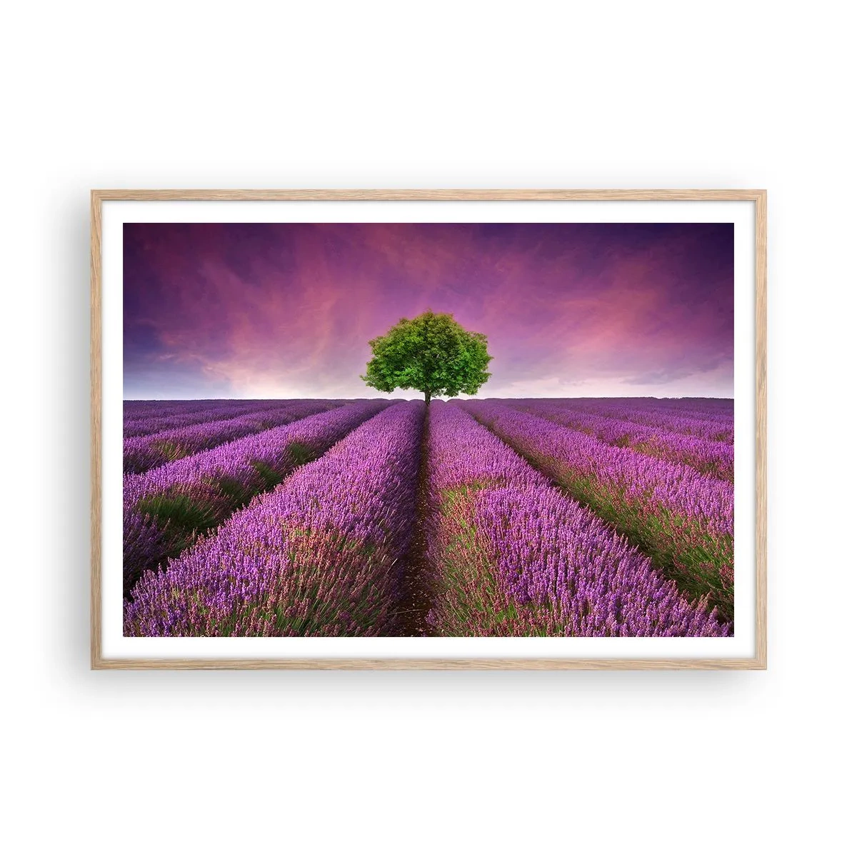 Plakat i ramme af lyst egetræ - I lavendelmarker - 100x70 cm
