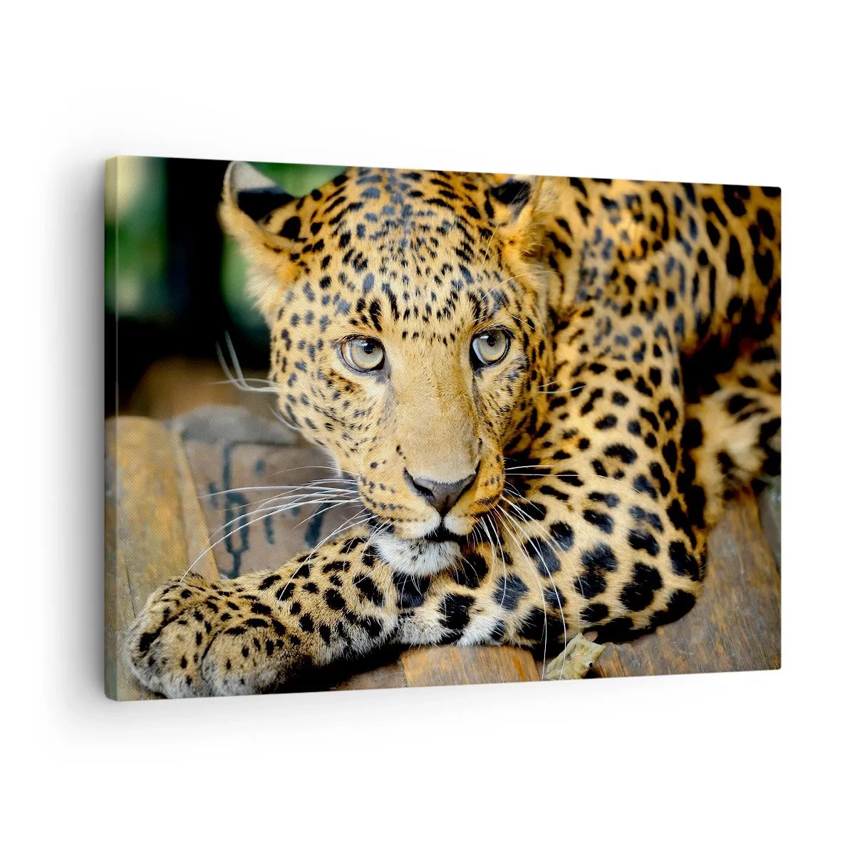 Lærredstryk - Billede på lærred - Portræt af en leopard i dens naturlige omgivelser - 70x50cm - Vær ikke bange, kom nu - Moderne vægdekoration til stue og soveværelse ARTTOR