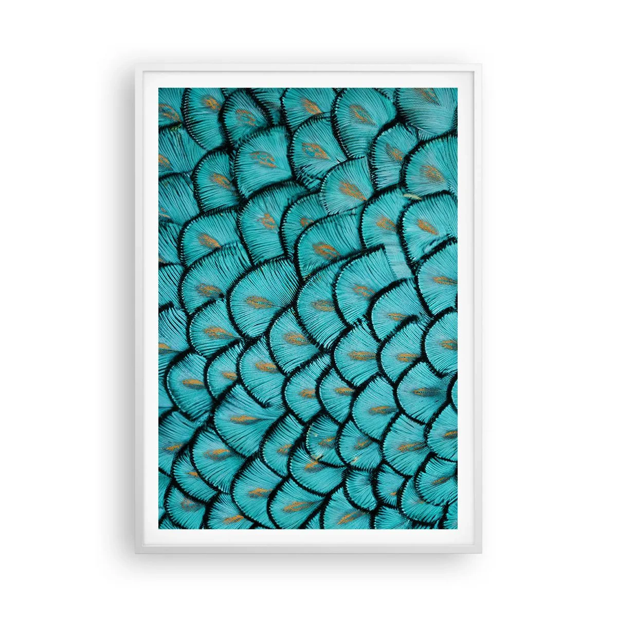 Plakat i hvid ramme - Den store fjer-galla - 70x100 cm