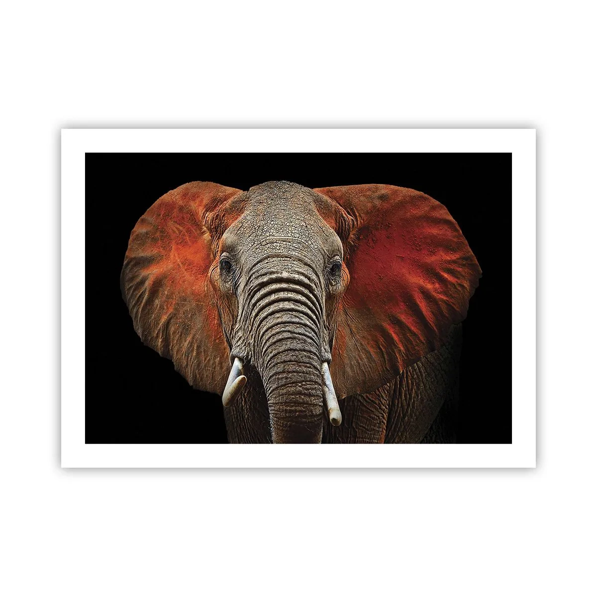 Plakat - Jeg er vild, er du? - 70x50 cm