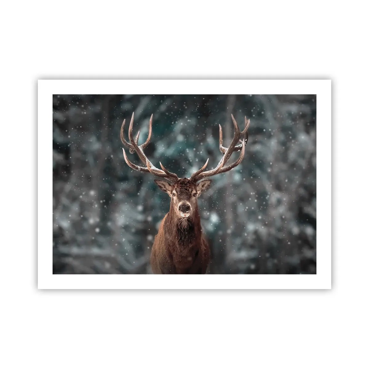 Plakat - Skovens konge kronet - 70x50 cm