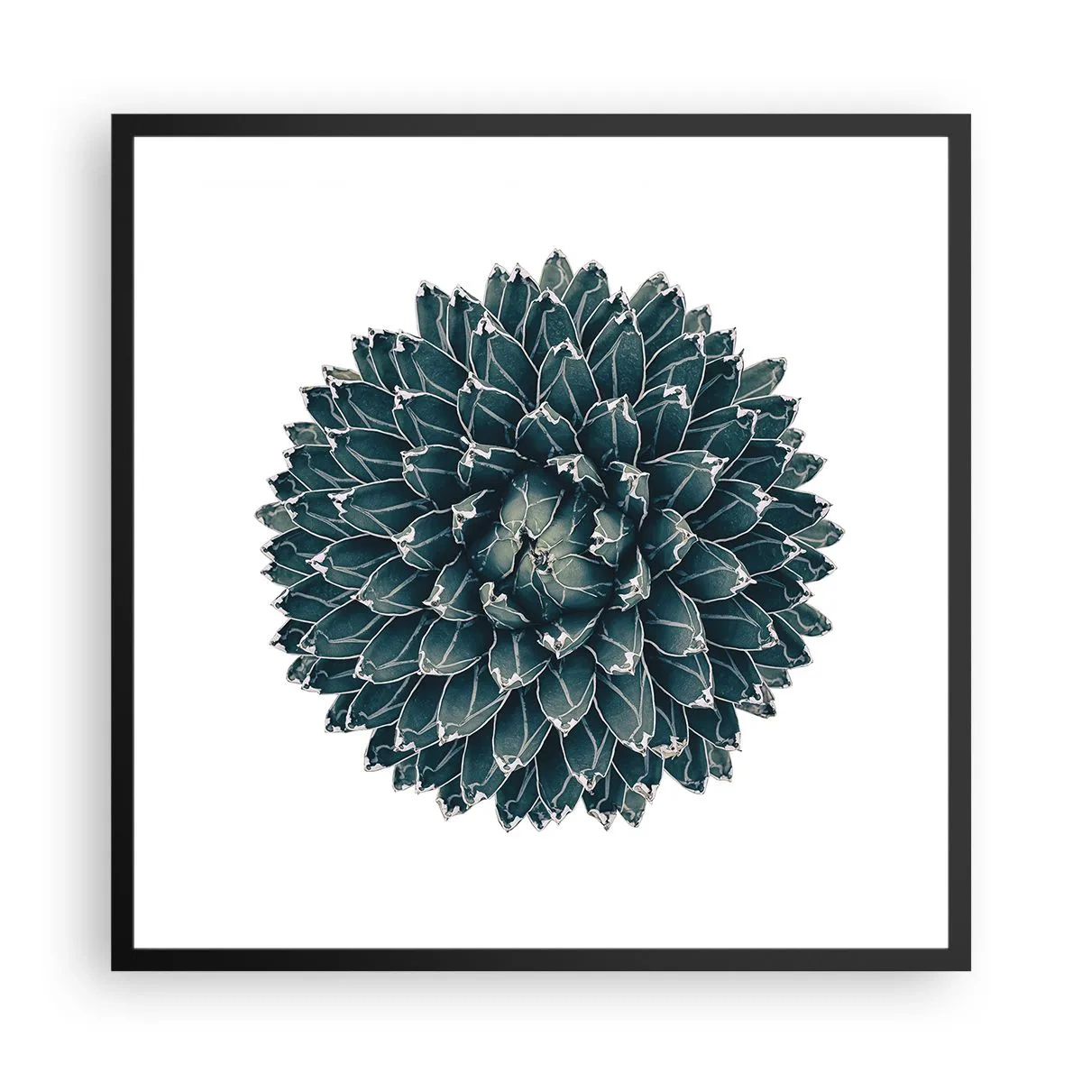 Plakat i sort ramme - Ørkenstjerne - 60x60 cm
