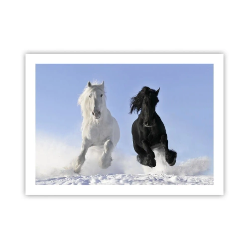 Plakat - Sort og hvid galop - 70x50 cm