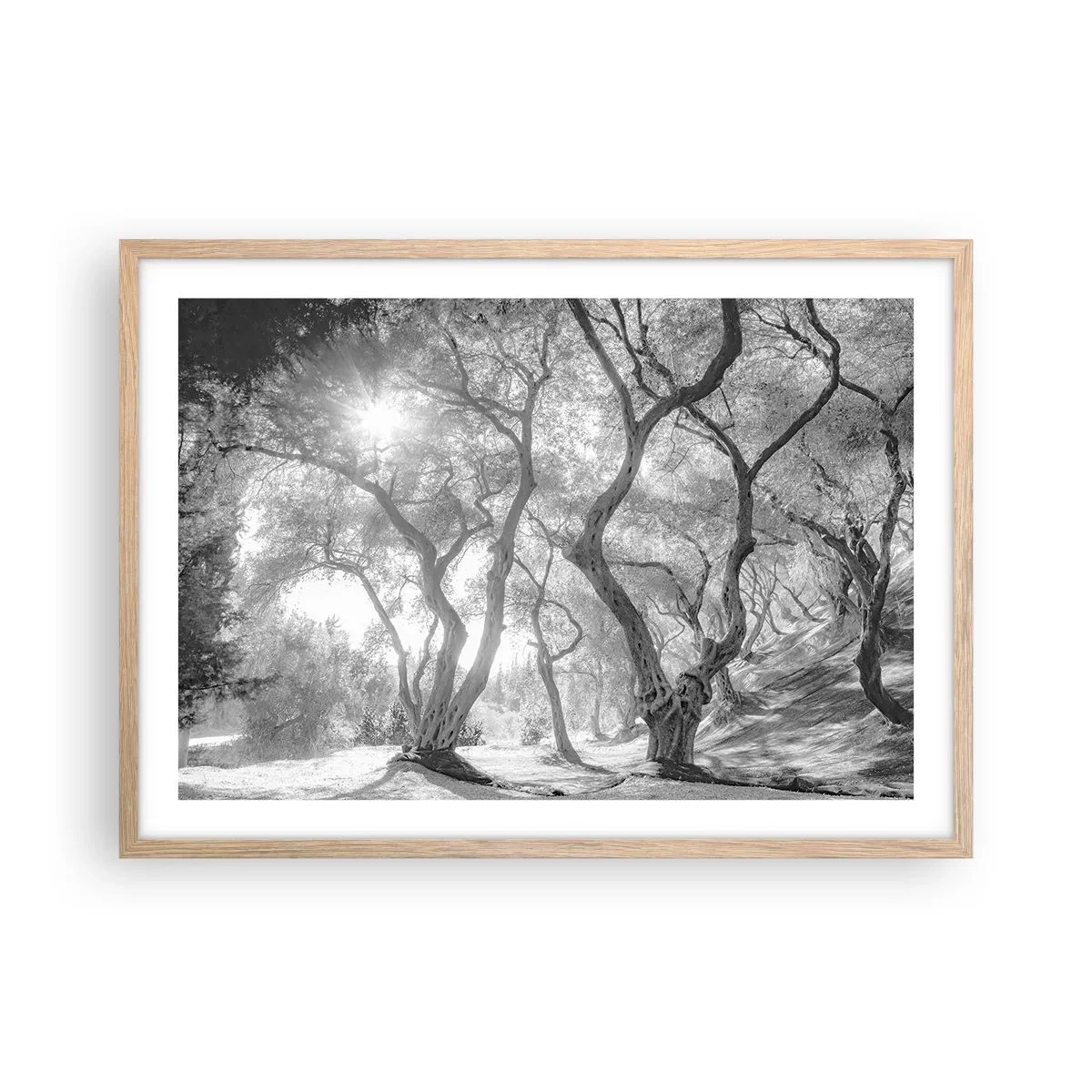 Plakat i ramme af lyst egetræ - I en olivenlund - 70x50 cm