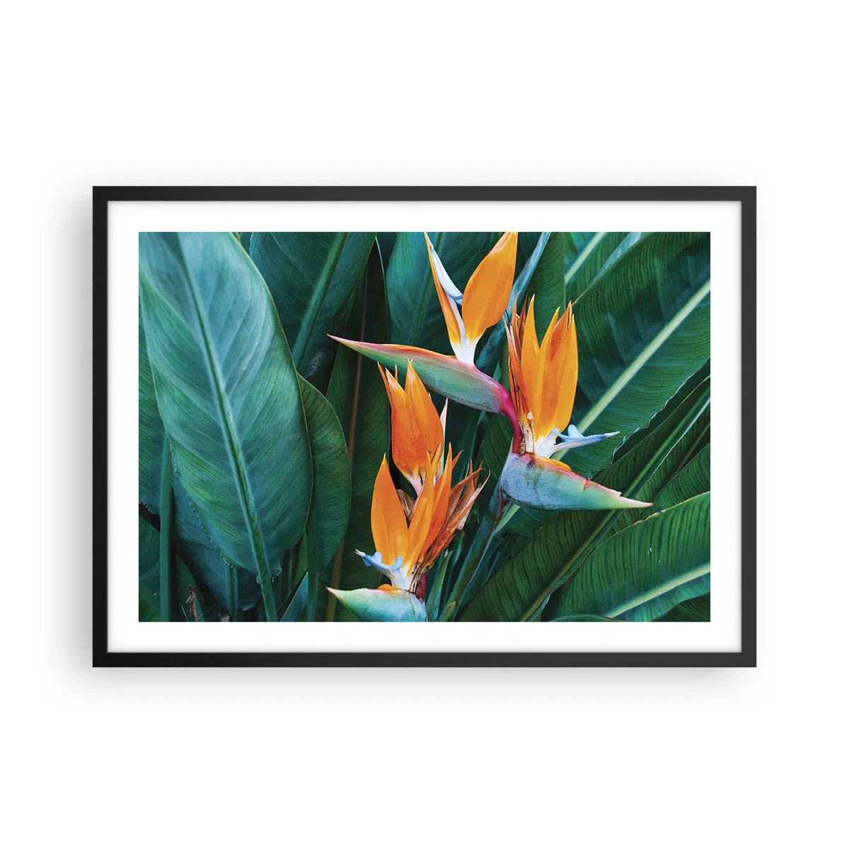Plakat i sort ramme - Er det en blomst eller er det en fugl? - 70x50 cm