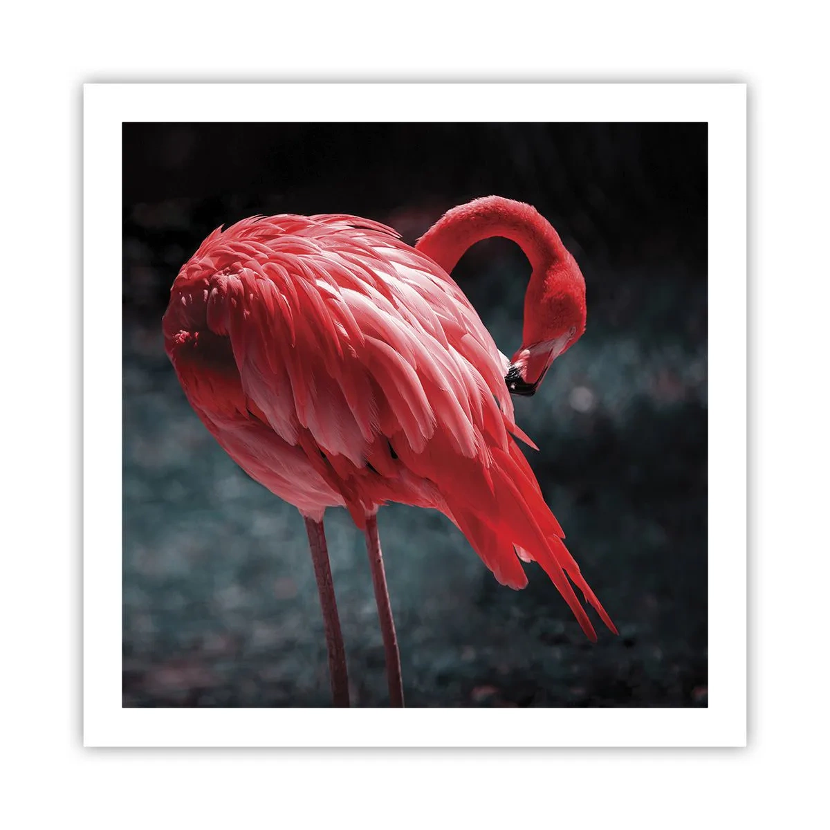 Plakat - Et karmosinrødt naturdigt - 60x60 cm