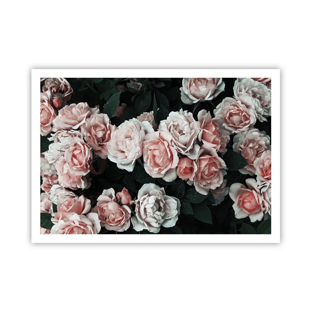 Plakat - Lyserød ansamble - 100x70 cm
