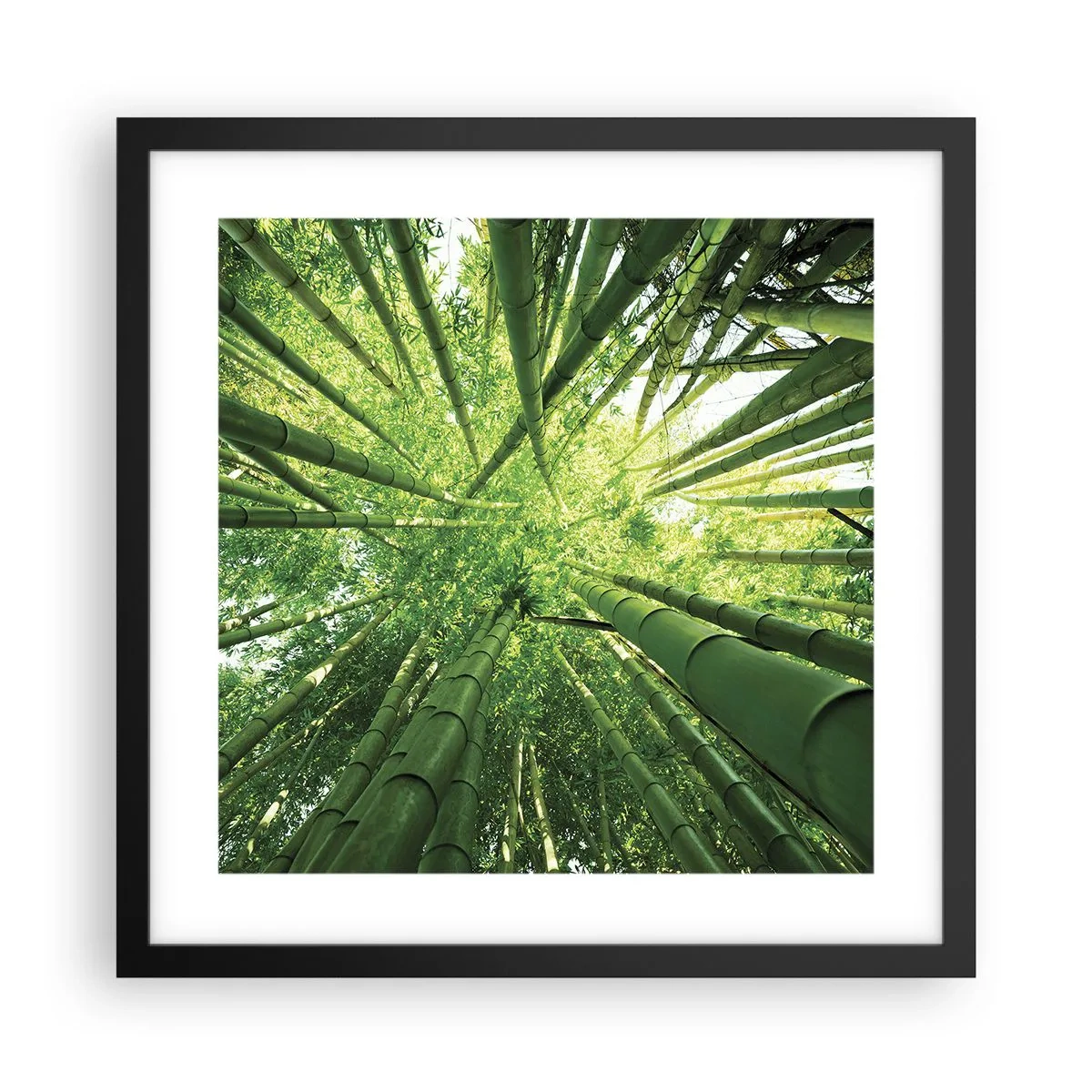 Plakat i sort ramme - I en bambuslund - 40x40 cm