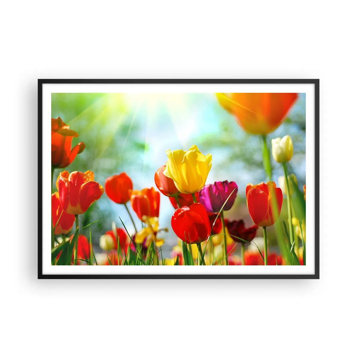 Plakat i sort ramme - Alle solens farver - 100x70 cm