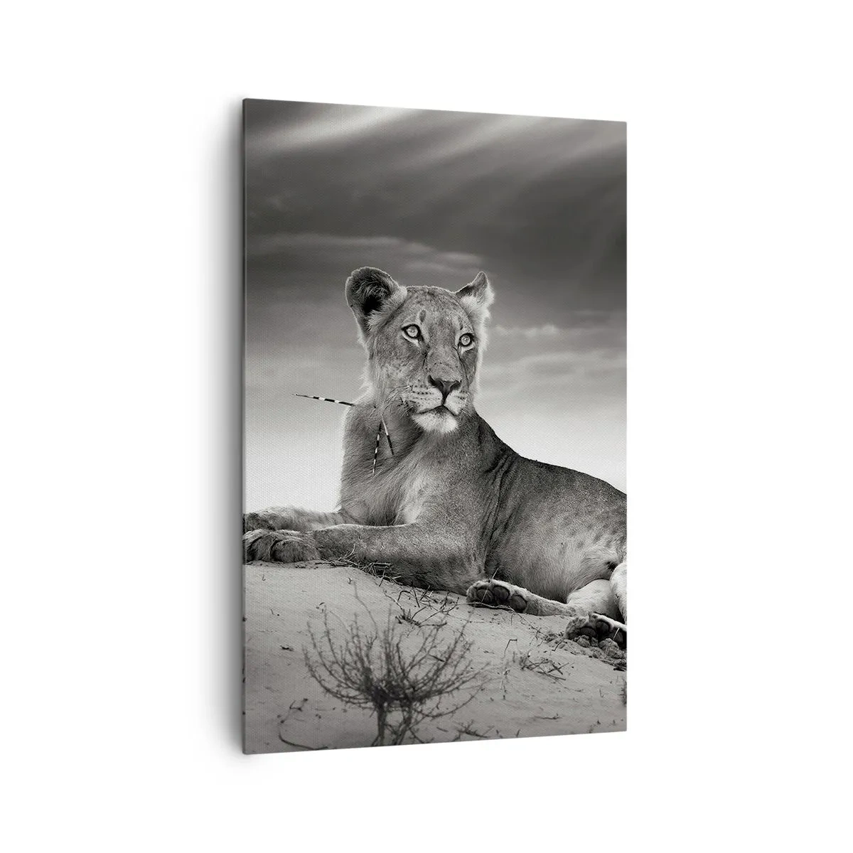 Lærredstryk - Billede på lærred - Resten af ørkendronningen - 80x120 cm