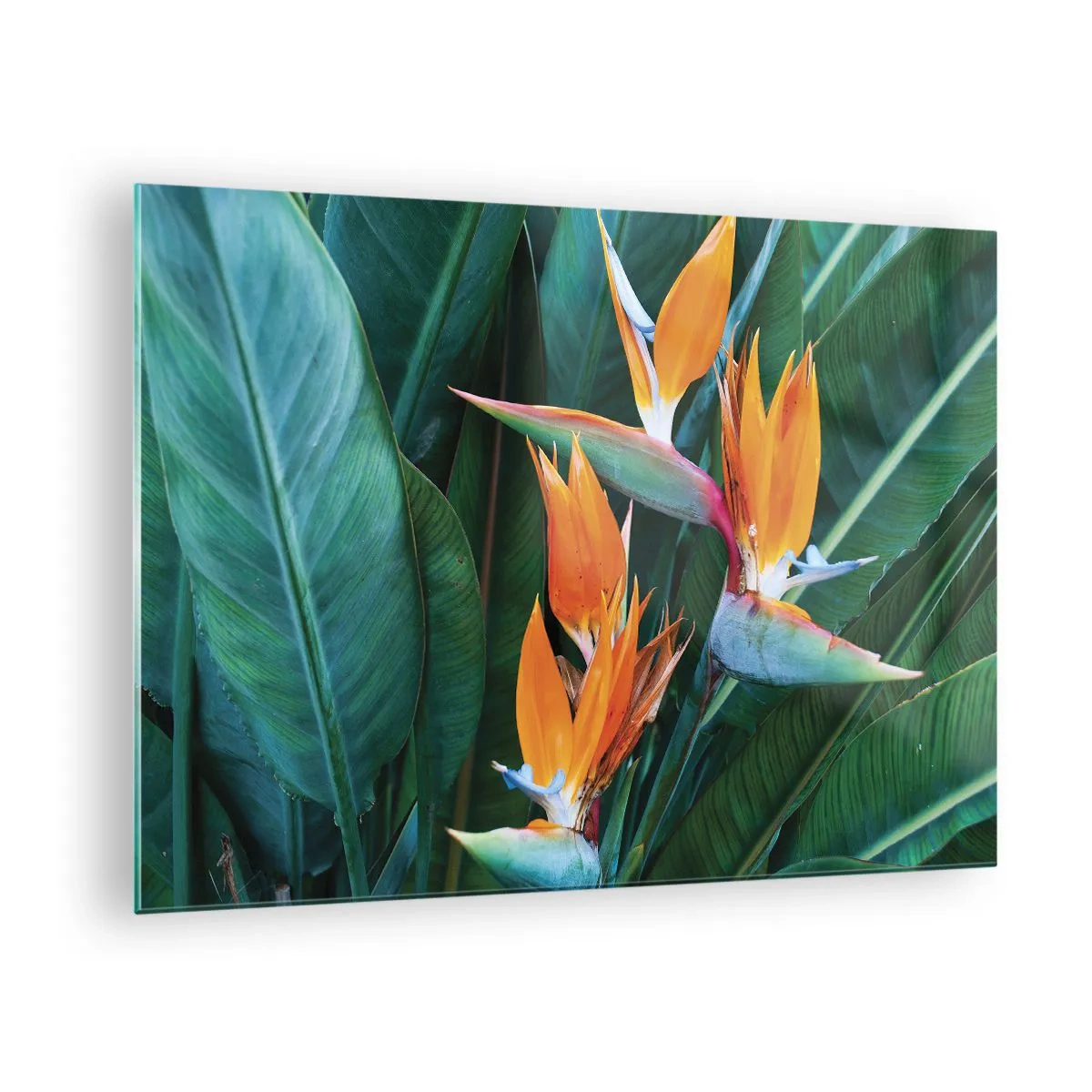 Billede på glas - Er det en blomst eller er det en fugl? - 70x50 cm