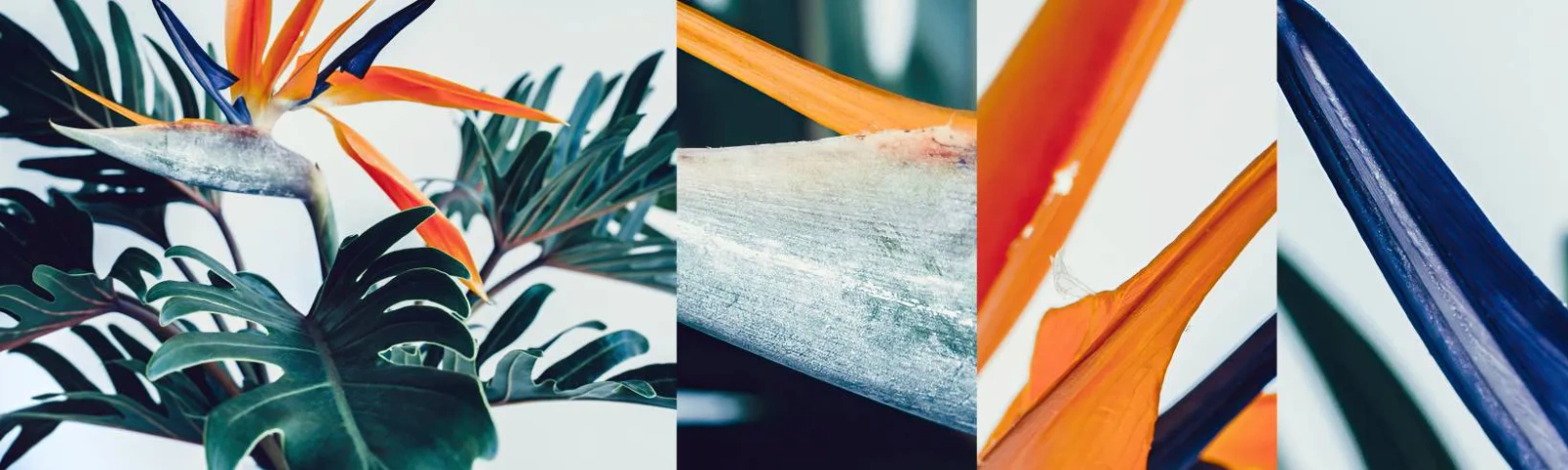 Fototapet Prøve Standard Eco - Fuglebur - Planter, Boho, Eksotisk - 100x30 cm