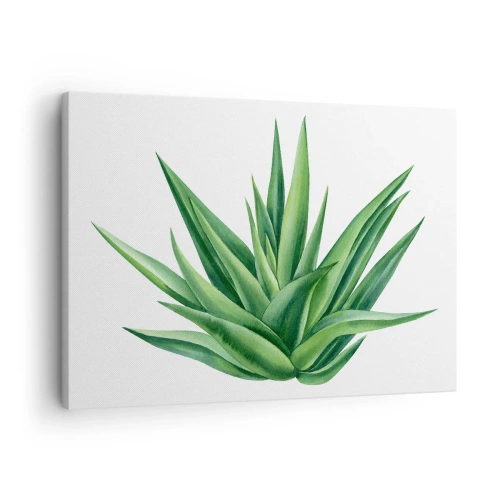 Lærredstryk - Billede på lærred - En saftig grøn plante på en hvid baggrund - 70x50cm - Grøn - styrke - liv - Moderne vægdekoration til stue og soveværelse ARTTOR
