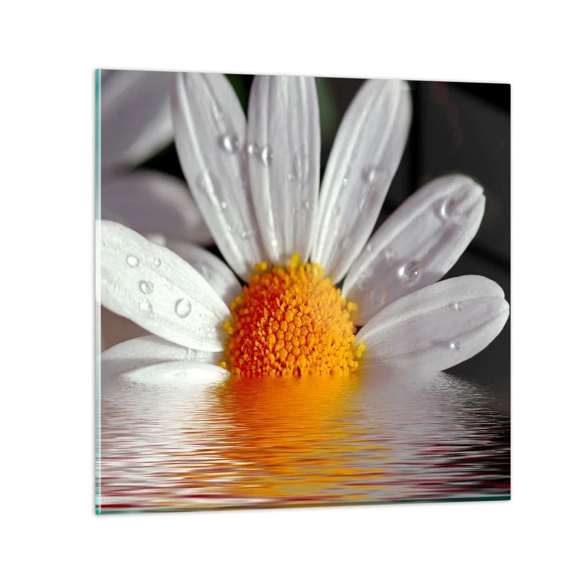 Billede på glas - Den opgående sol på margaret - 70x70 cm