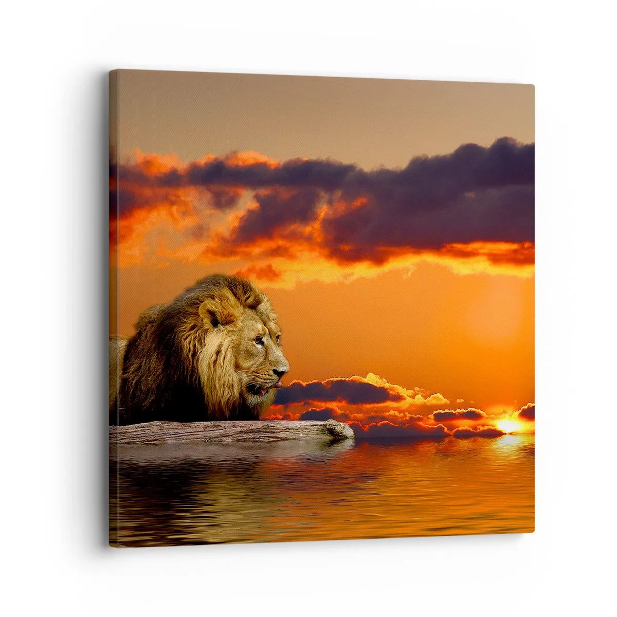 Lærredstryk - Billede på lærred - Naturens konge - 30x30 cm