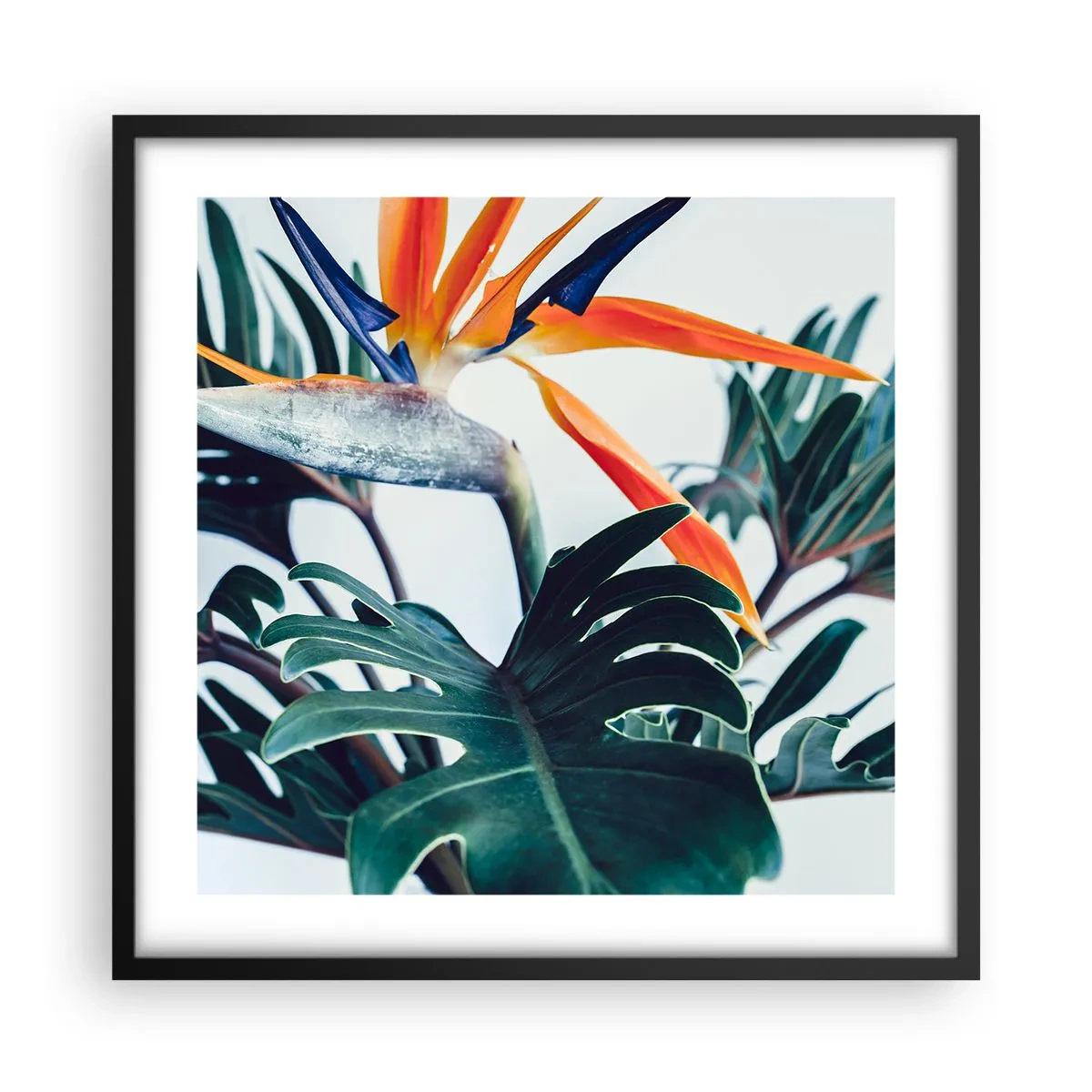 Plakat i sort ramme - Fuglebur - 50x50 cm