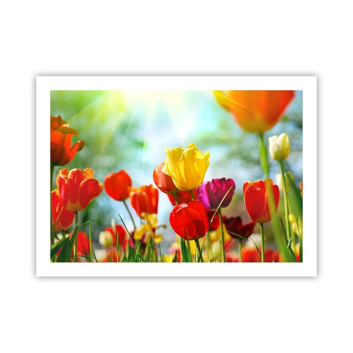 Plakat - Alle solens farver - 70x50 cm
