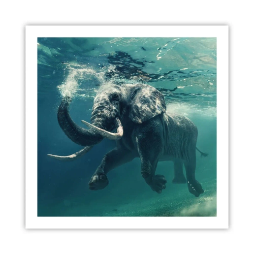 Plakat - Alle kan lide at svømme - 60x60 cm