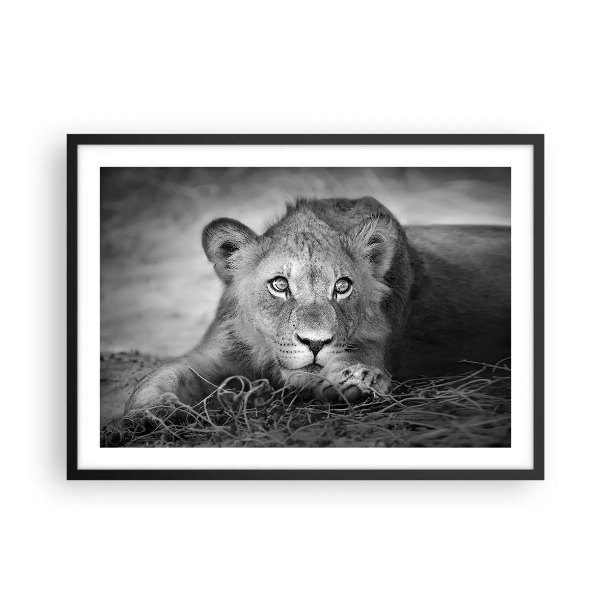 Plakat i sort ramme - Kongelig hvalp - 70x50 cm