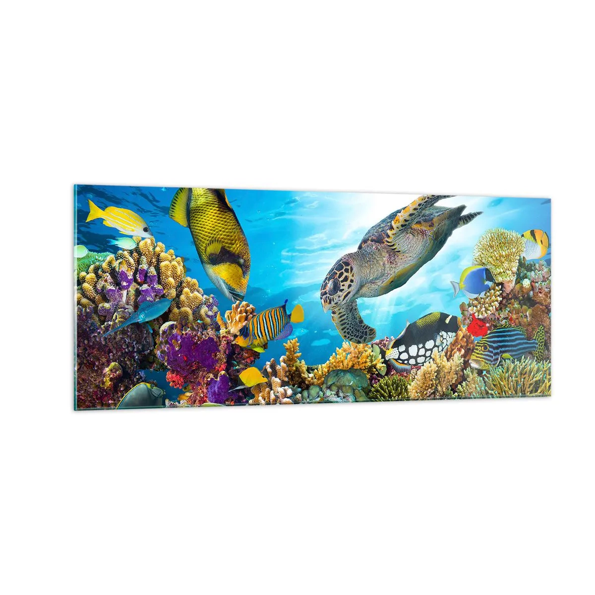 Billede på glas - Koralpromenade - 100x40 cm