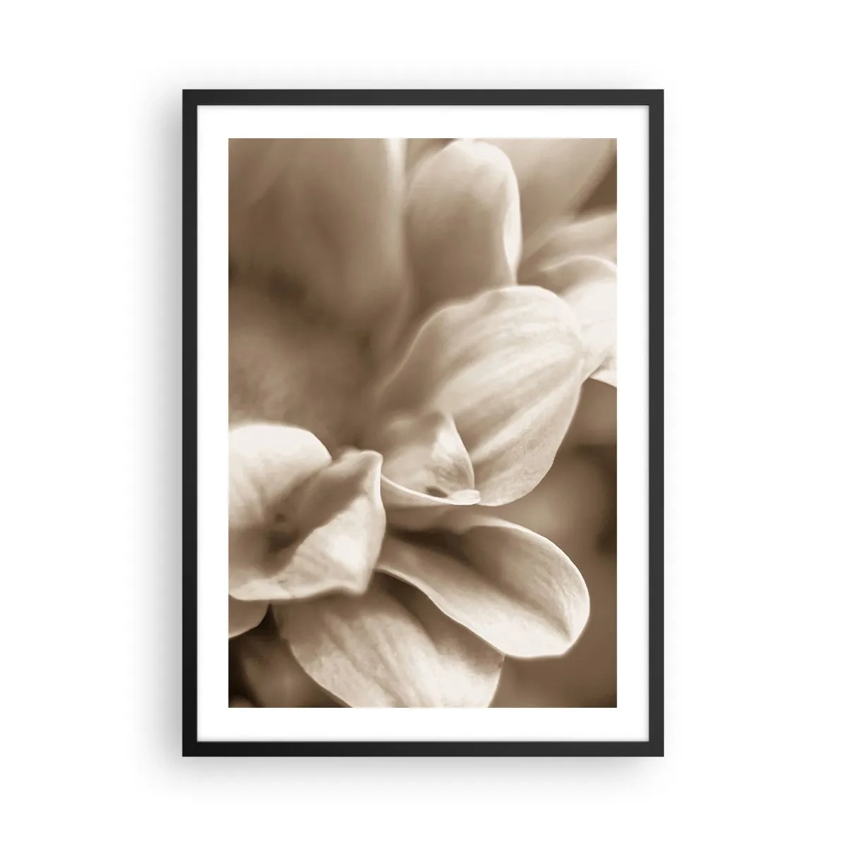 Plakat i sort ramme - Et nærbillede af fine sepia-tonede blomsterblade - 50x70cm - Blid som et smil - Moderne vægdekoration til stue og soveværelse ARTTOR