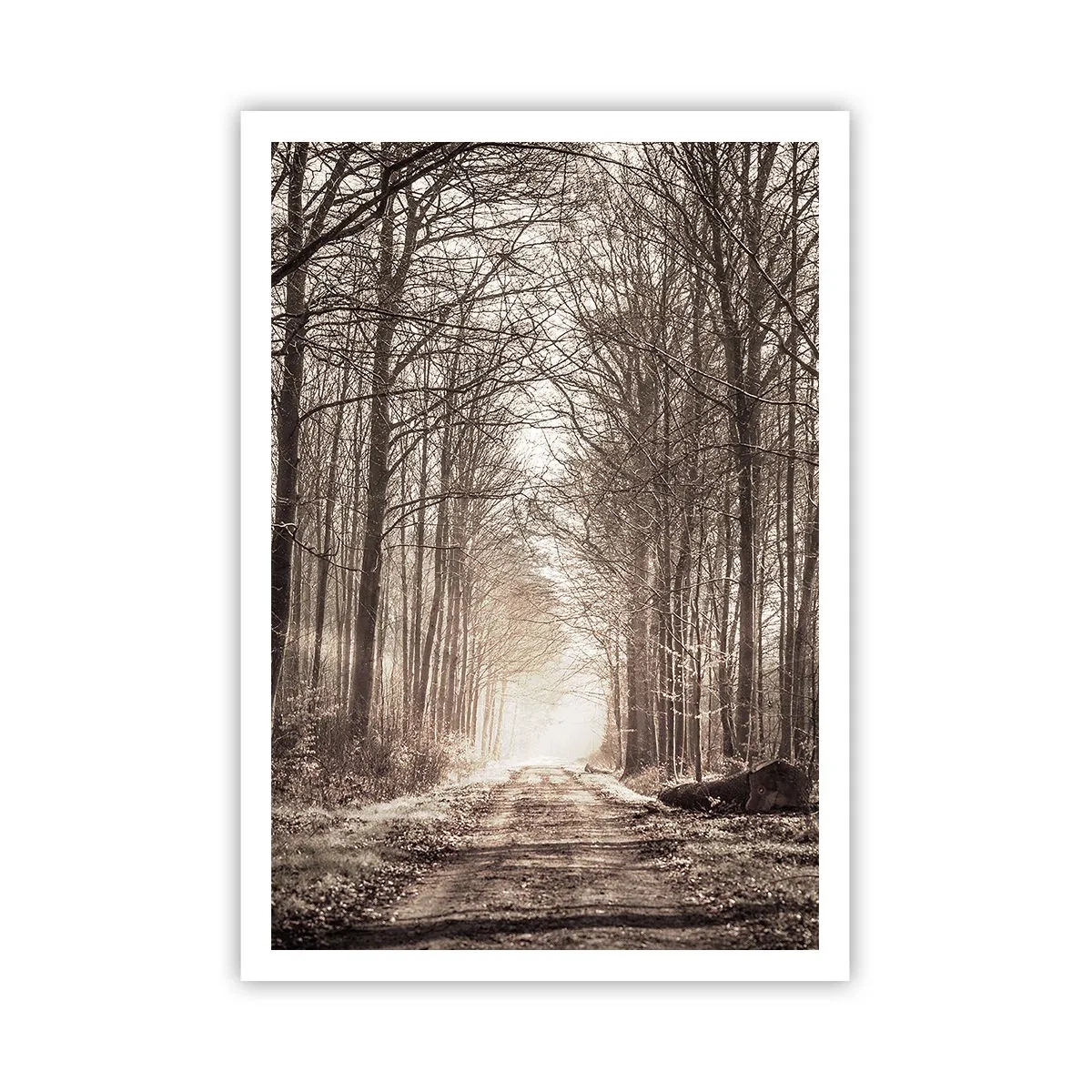 Plakat - Skovkatedralen - 70x100 cm