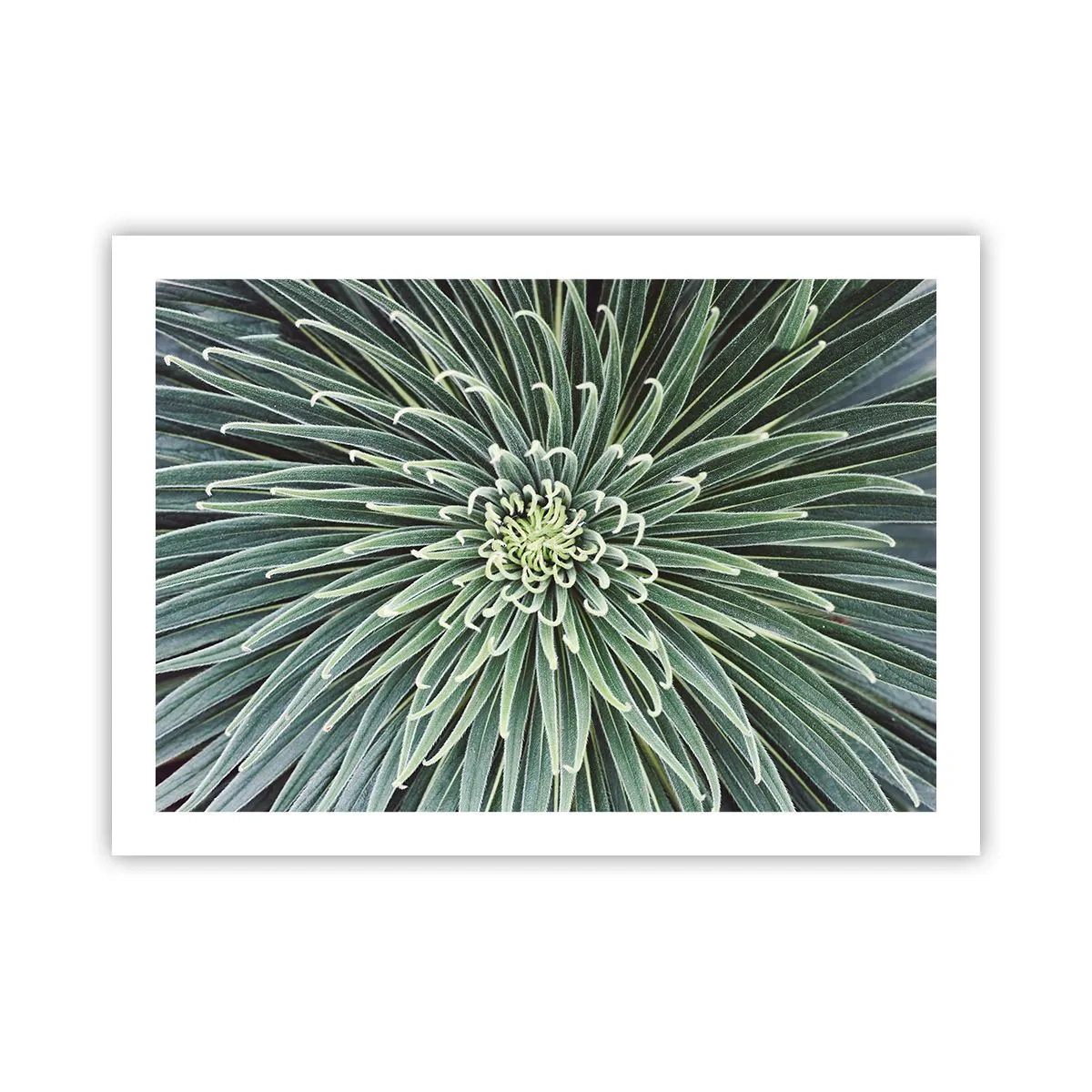 Plakat - En stjernes fødsel - 70x50 cm