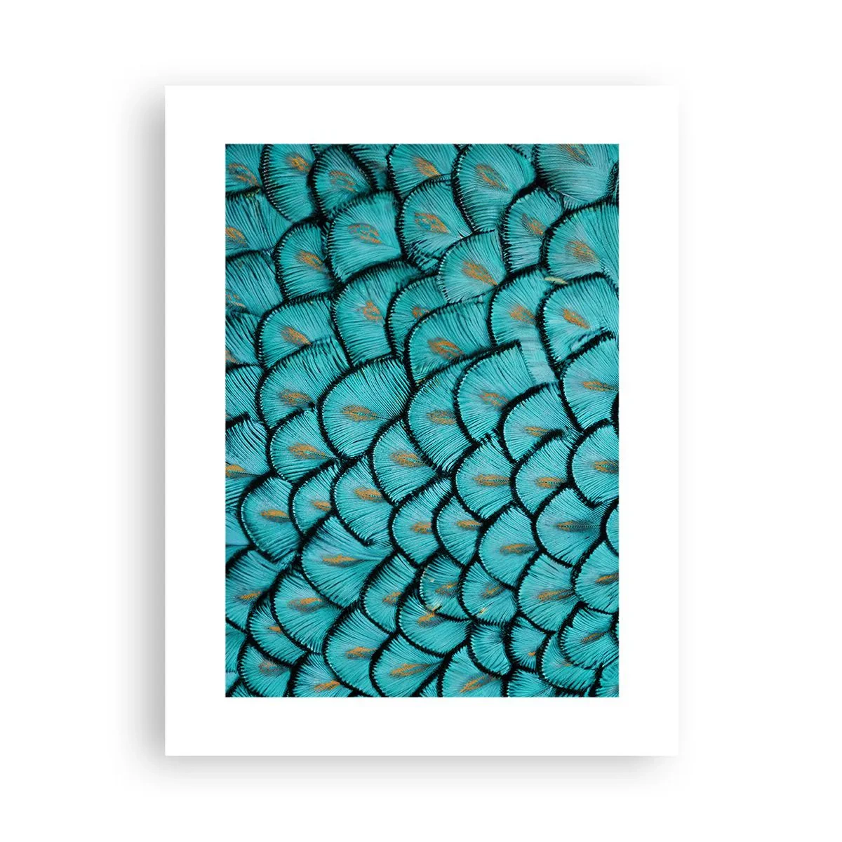 Plakat - Den store fjer-galla - 30x40 cm