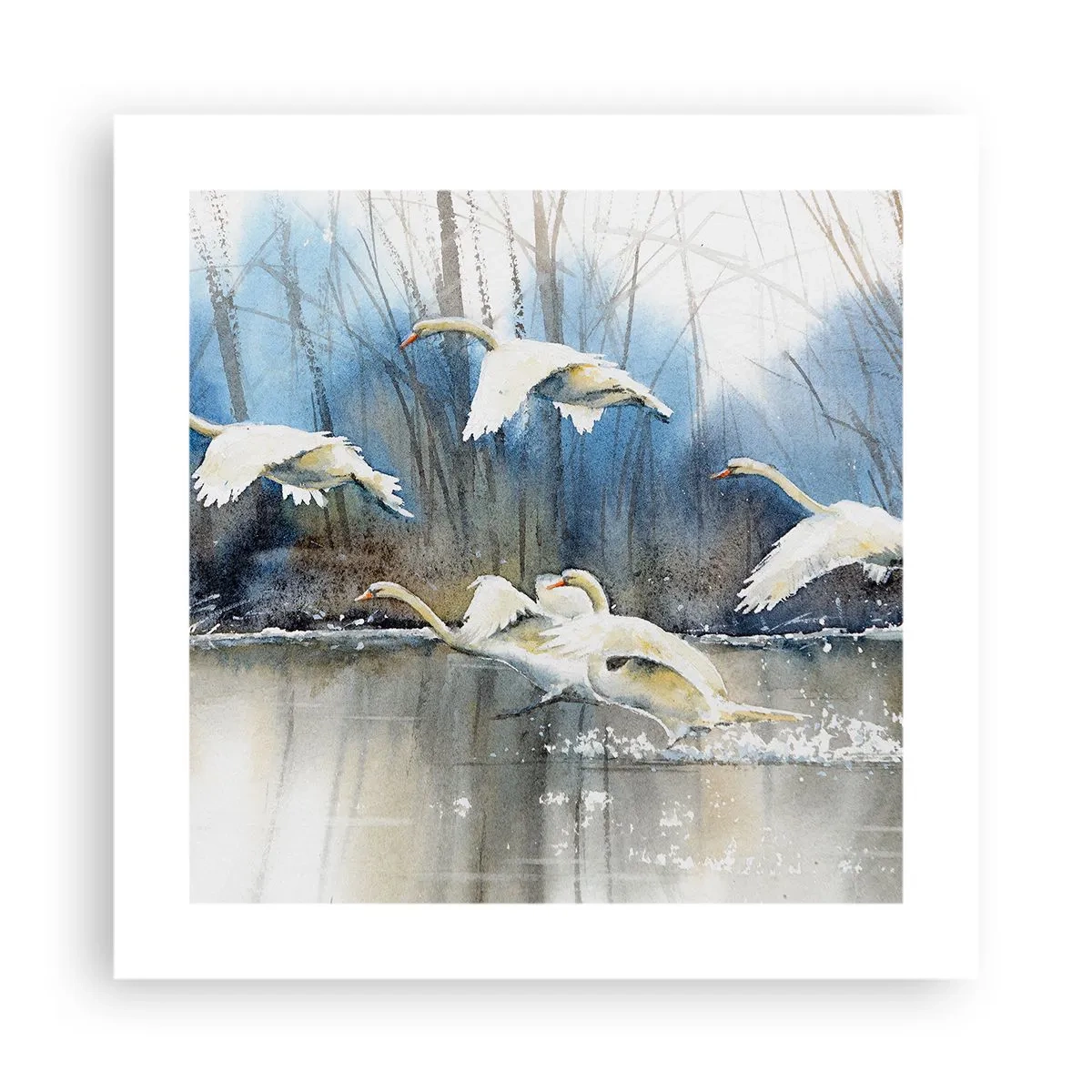 Plakat - Som i en fortælling om vilde svaner - 40x40 cm