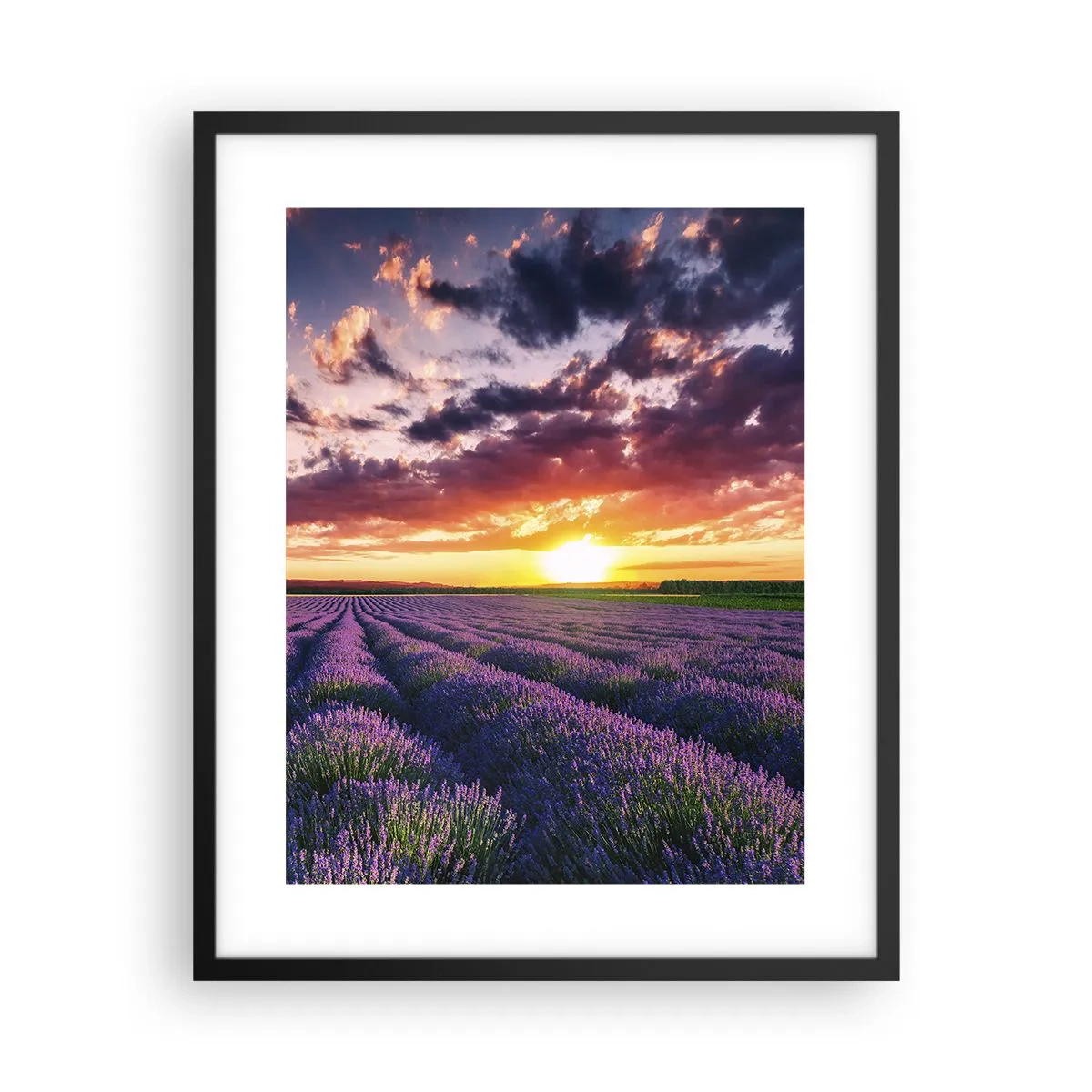 Plakat i sort ramme - Lavendelverden - 40x50 cm