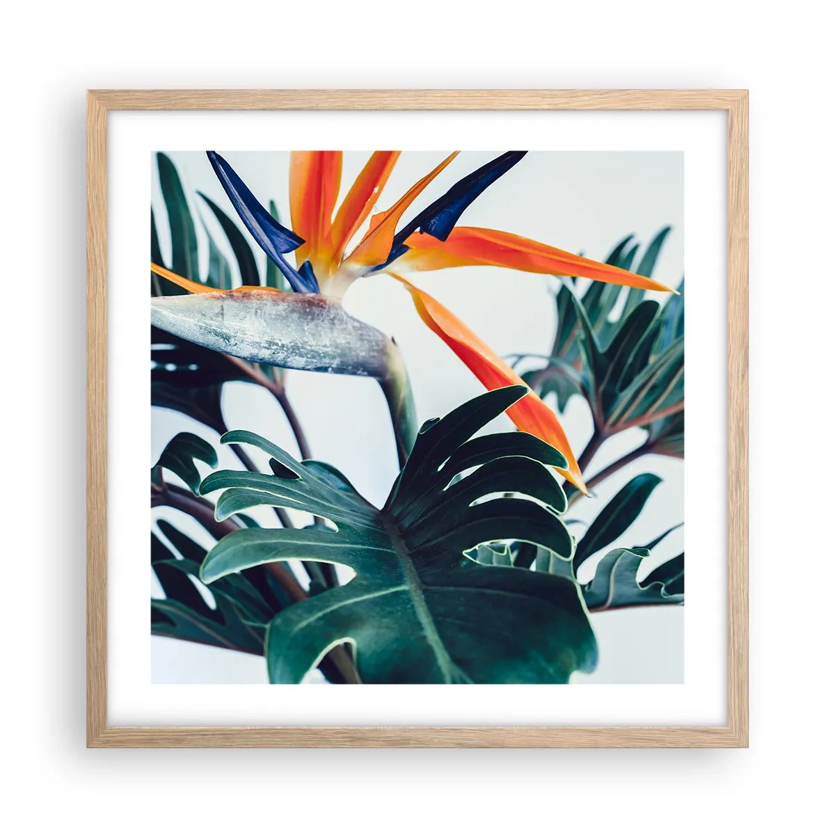 Plakat i ramme af lyst egetræ - Fuglebur - 50x50 cm