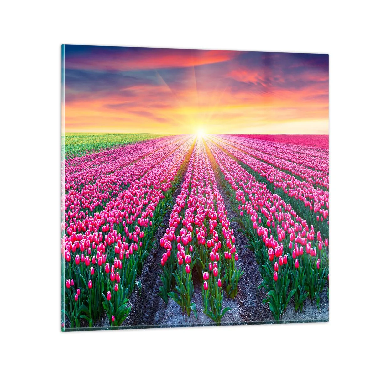 Billede på glas - Skønhedsfarm - 60x60 cm