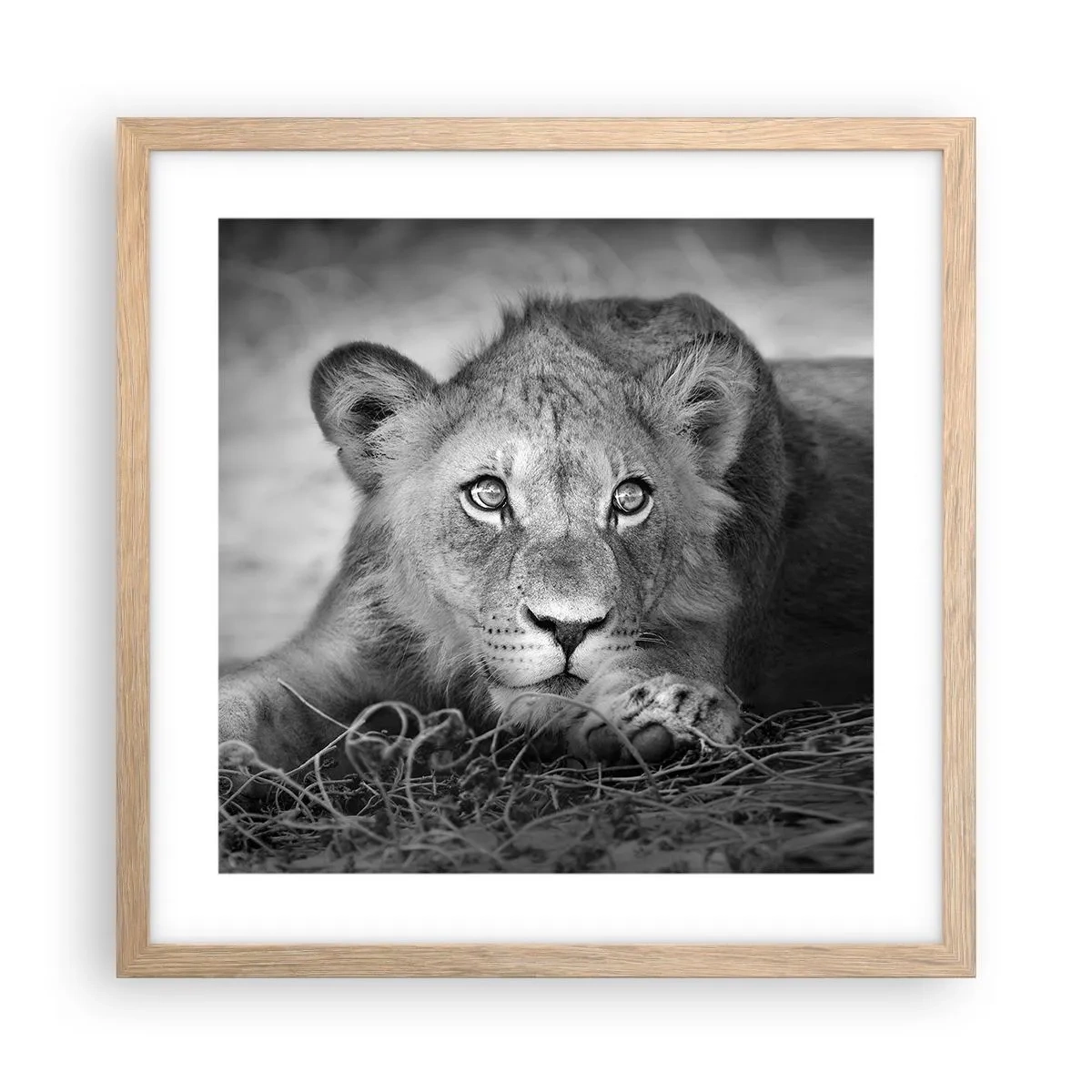 Plakat i ramme af lyst egetræ - Kongelig hvalp - 40x40 cm