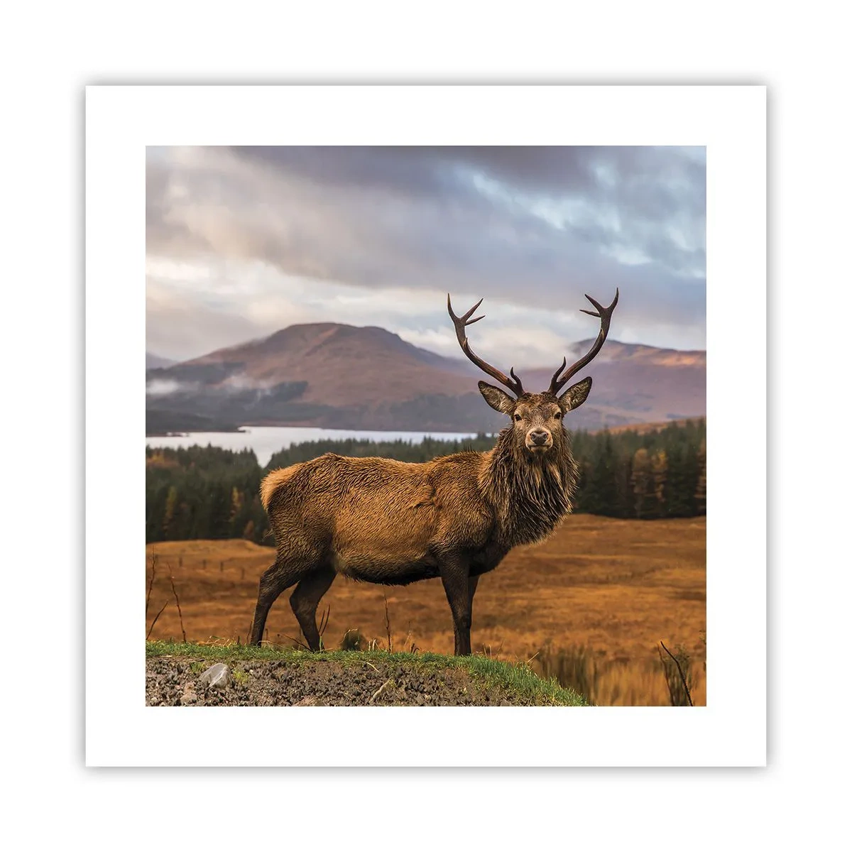 Plakat - Naturens majestæt - 40x40 cm