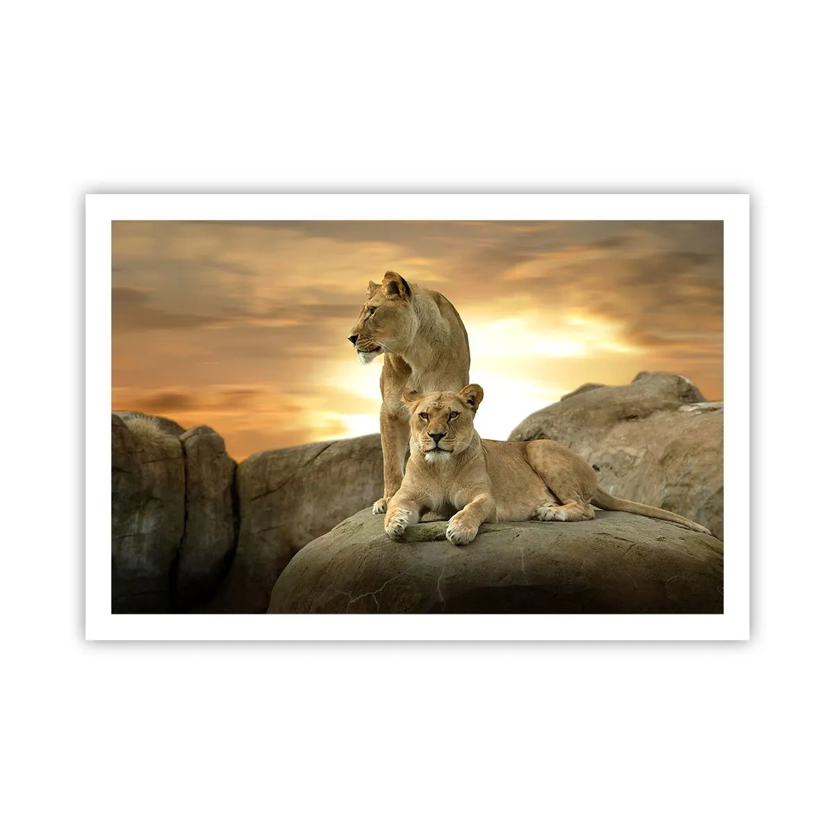 Plakat - Kongelig majestæt - 91x61 cm