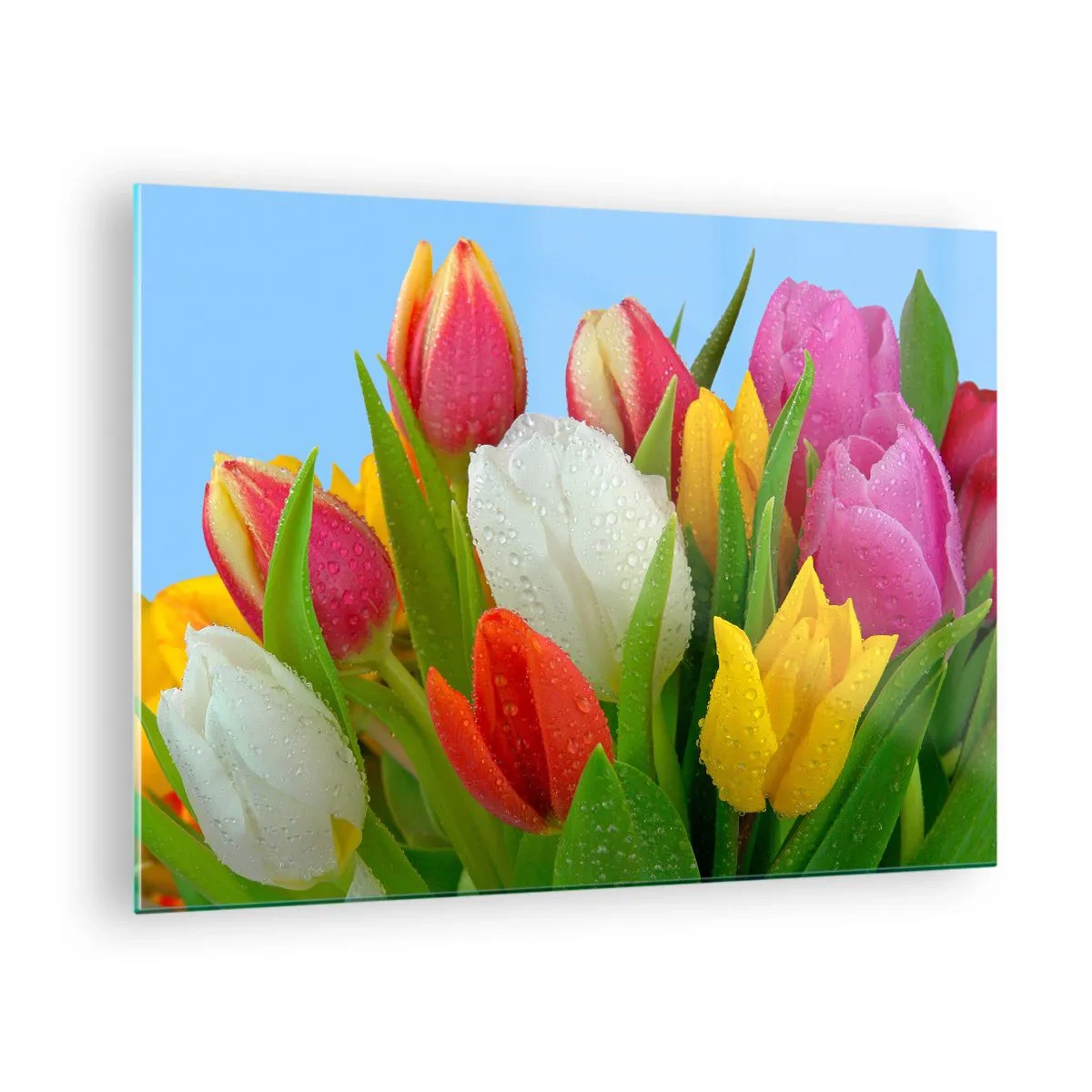 Billede på glas - Farverige tulipaner dækket med dugdråber mod en blå baggrund - 70x50cm - En blomstret regnbue i dugdråber - Moderne vægdekoration til stue og soveværelse ARTTOR