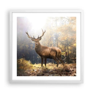 Plakat i hvid ramme - I fuld majestæt - 50x50 cm