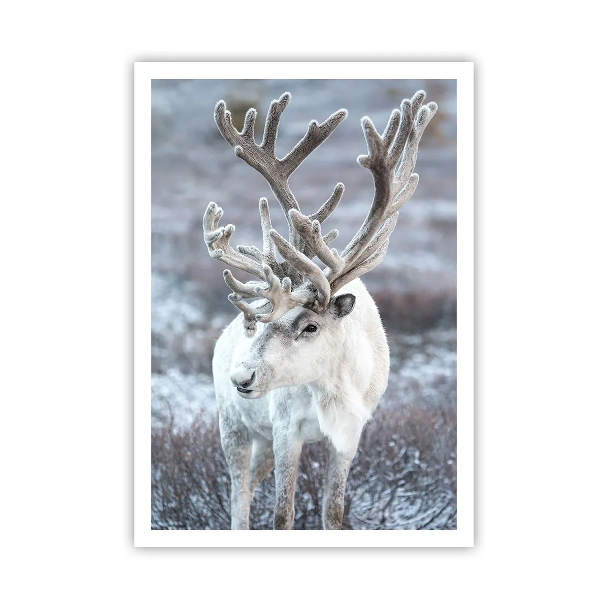 Plakat - Portræt i solen - 70x100 cm