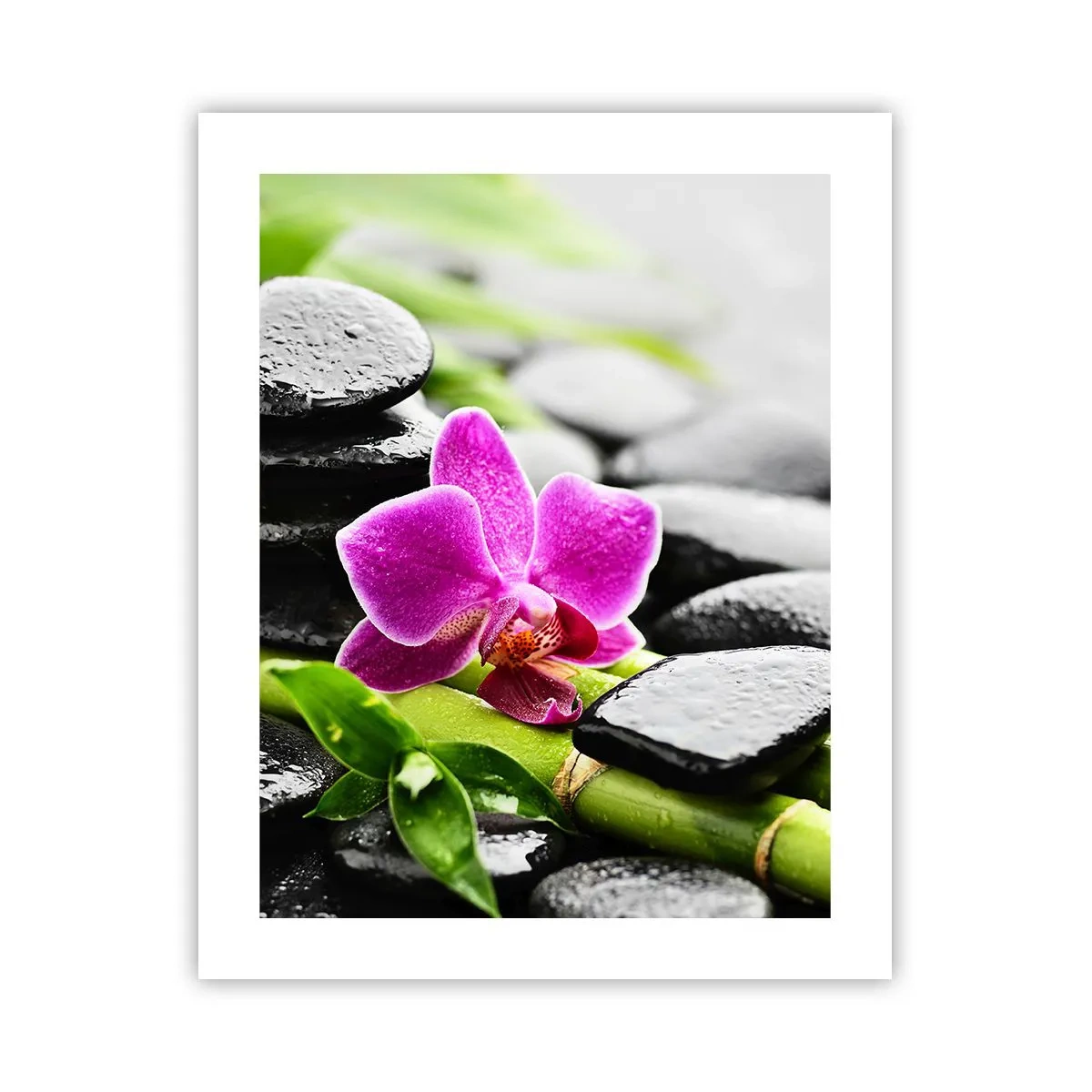 Plakat - I en fredelig balance - 40x50 cm