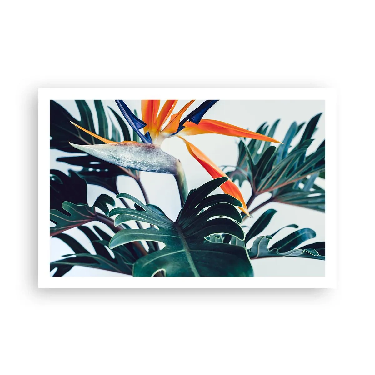 Plakat - Fuglebur - 91x61 cm