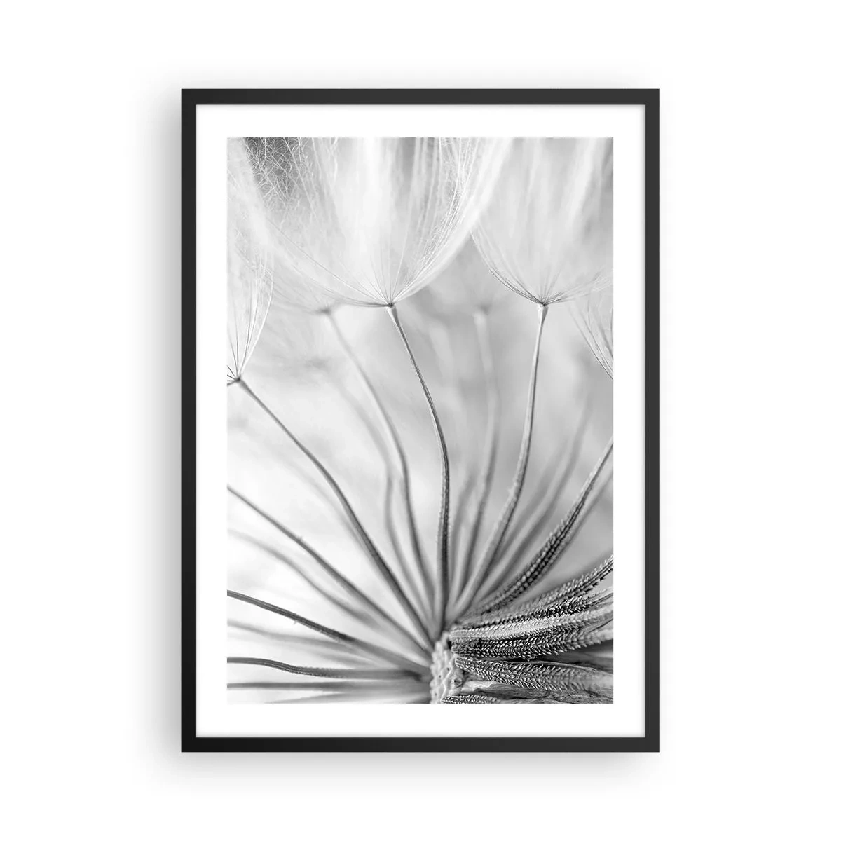 Plakat i sort ramme - Sort-hvidt makrofoto af en mælkebøtte med fine detaljer - 50x70cm - Blæsende drager - Moderne vægdekoration til stue og soveværelse ARTTOR